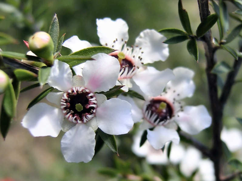 mật ong manuka là gì?