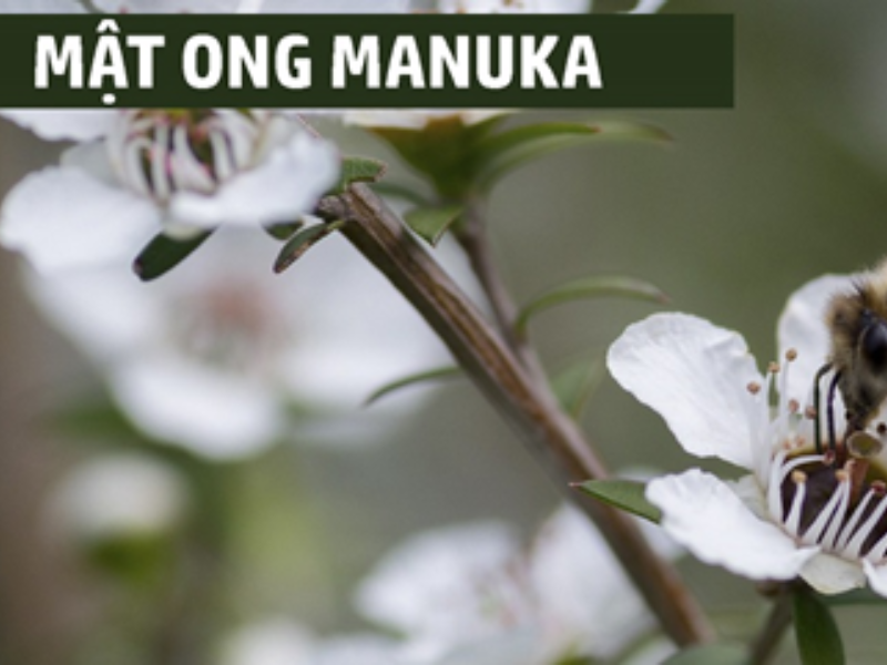 tác dụng của mật ong manuka 